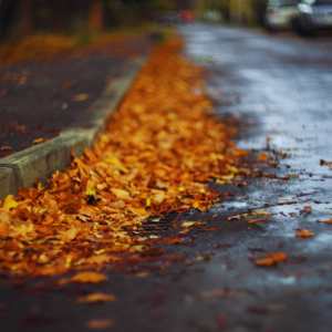 Leaves on a wet road