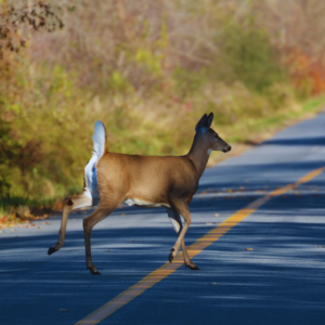Deer crossing the road