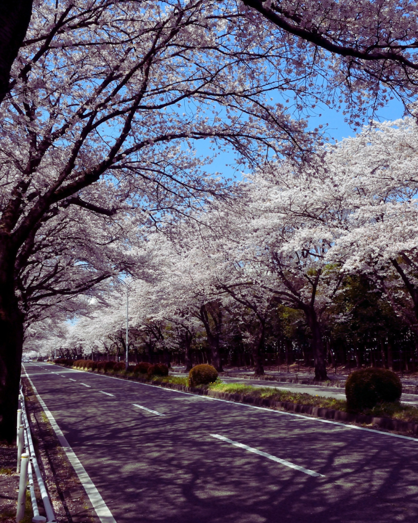 A road lined by blooming trees in the spring